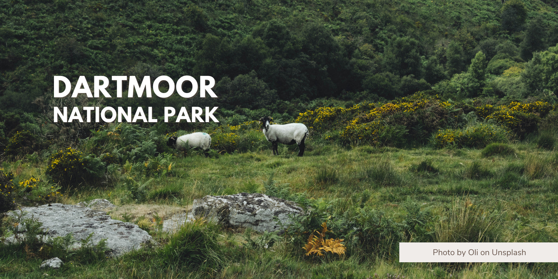 Dartmoor National Park Great Travel Experience For Your Trip CABINZERO